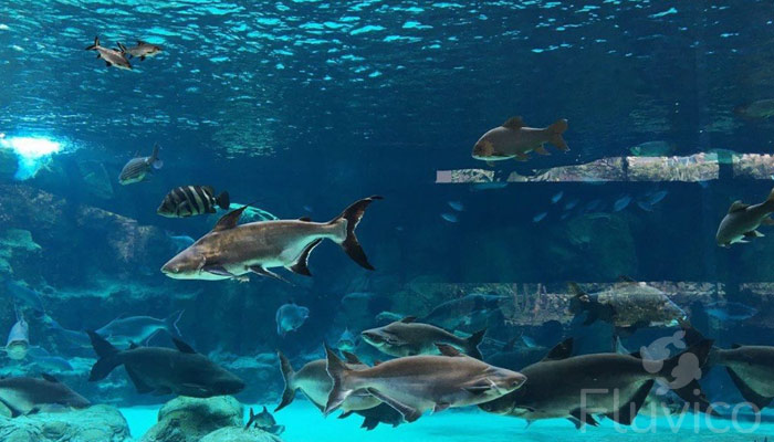 Bala shark large aquarium