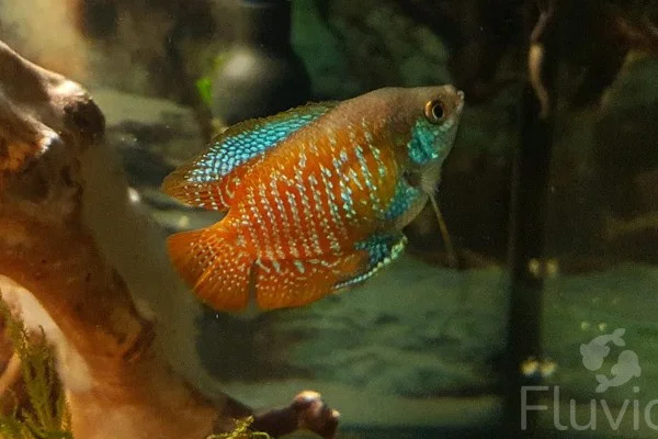 Dwarf gourami feature