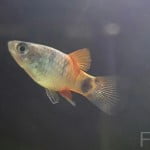 Platy feature