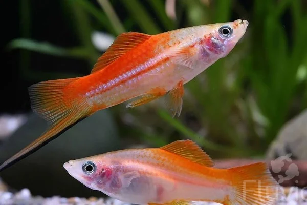 Swordtail fish close up