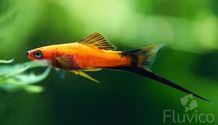 Swordtail fish feature
