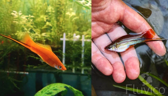 Swordtail fish in hand