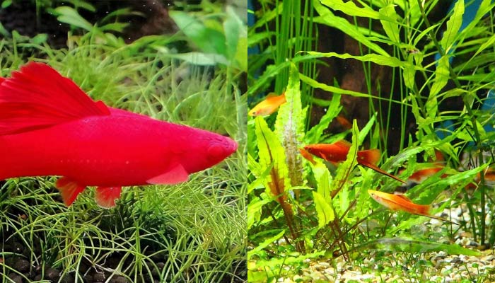 Swordtail fish plants