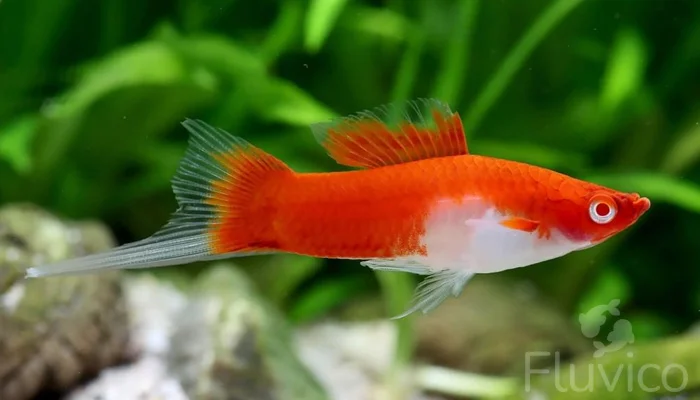 Swordtail fish silver tip