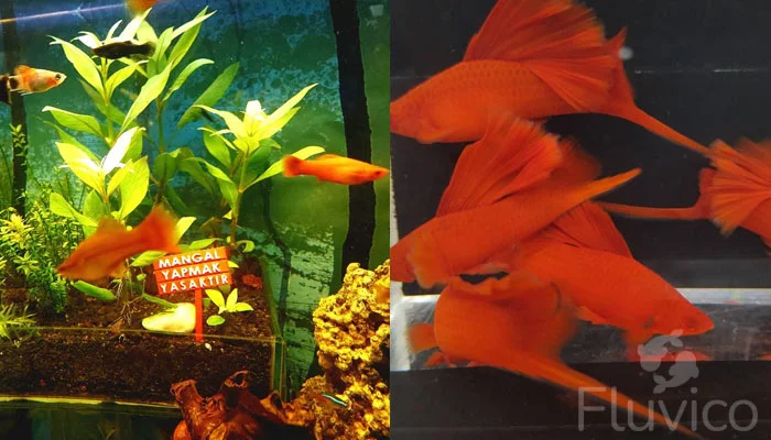 Swordtail fish tank