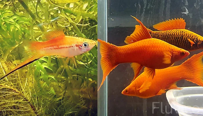 Swordtail fish with other swordtail