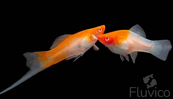 Swordtail fish