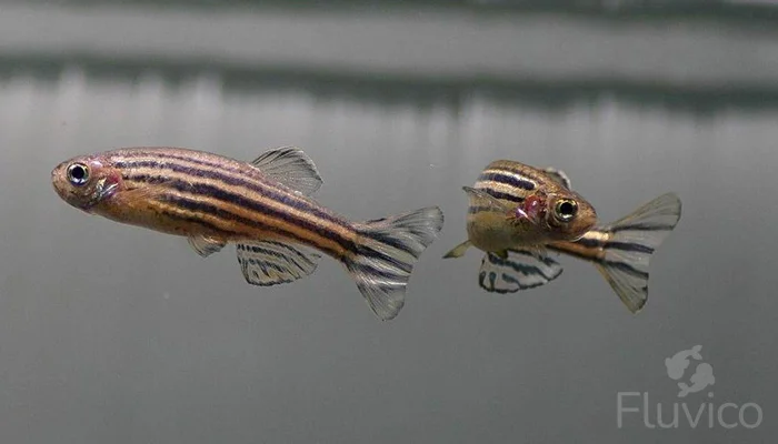 Zebra Danio Brown Stripe