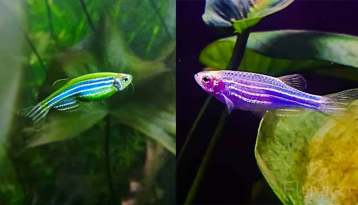 Zebra Danio Metallic Blue and Purple