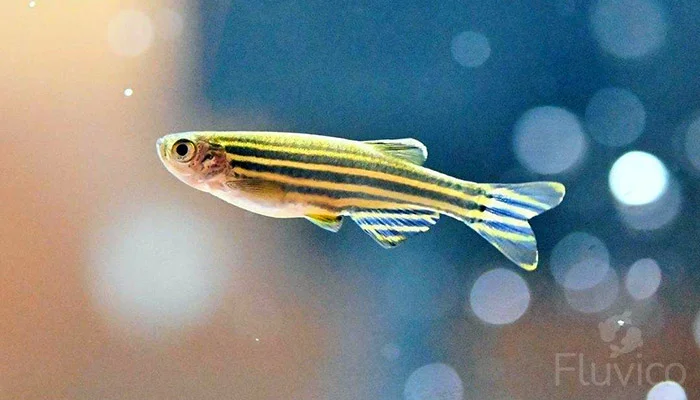 Zebra Danio Short Fin