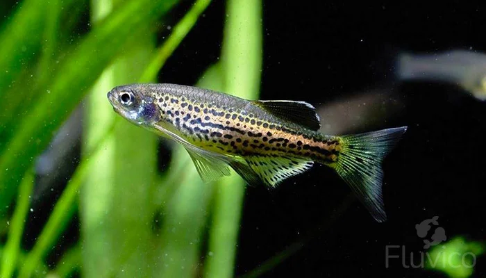 Zebra Danio Spotted Wild