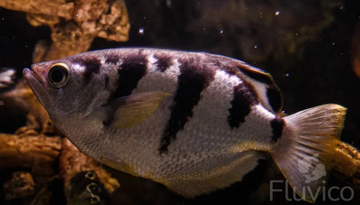 Archer fish close up