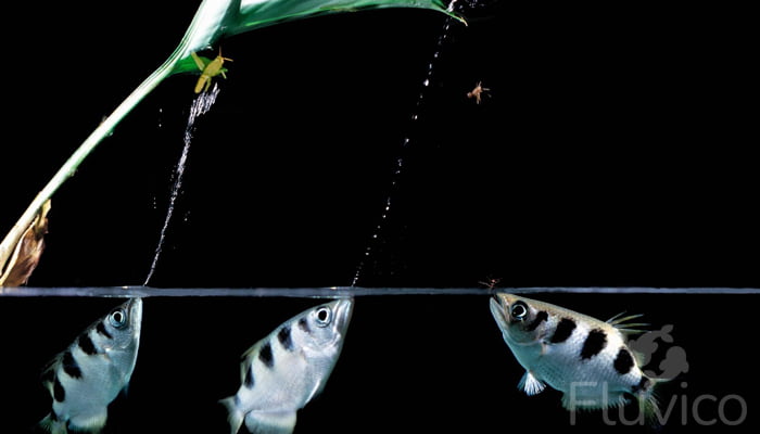 Archer fish shooting water