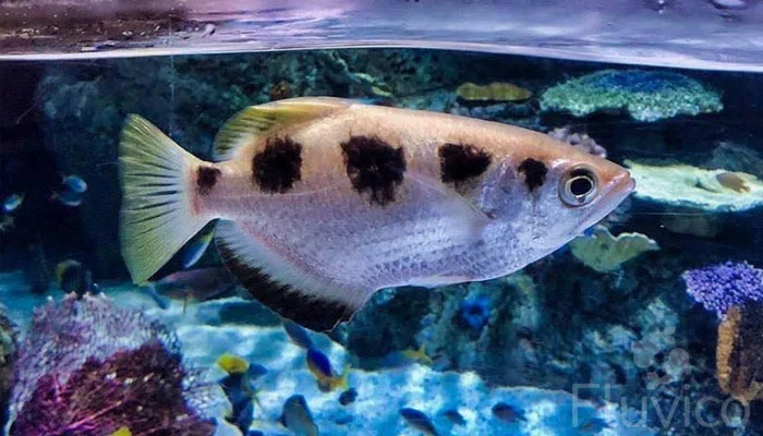 Banded Archer fish