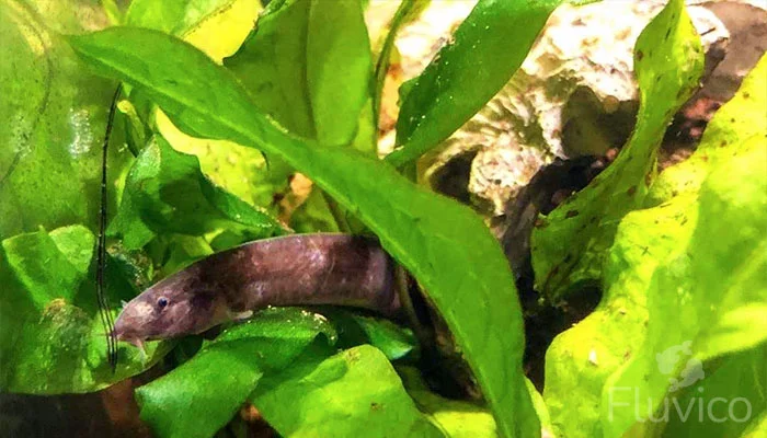 Black Kuhli Loach resting on lead