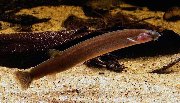 Black Kuhli Loach swimming