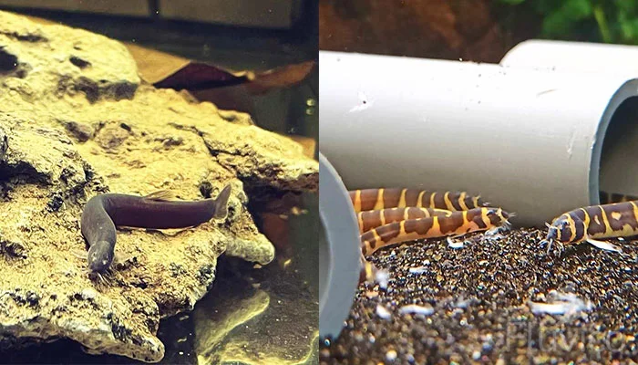 Black Kuhli Loach next to regular Kuhli Loach