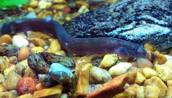 Dark Black Kuhli Loach