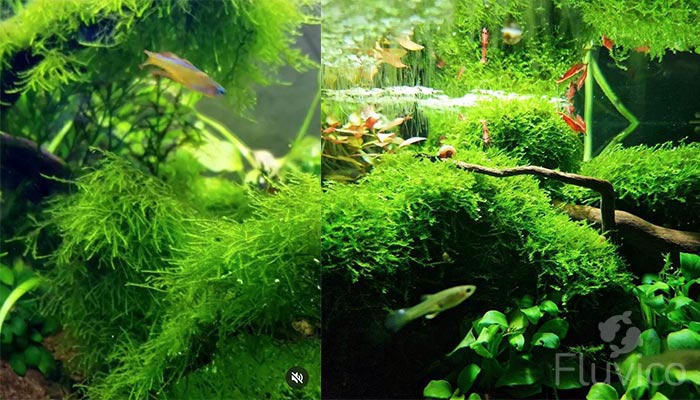 Dense Weeping Moss in Aquascape