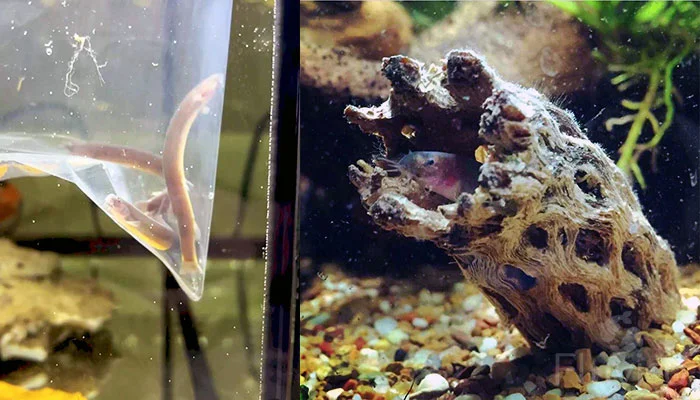 Black Kuhli Loach hiding after being introduced to new fish tank