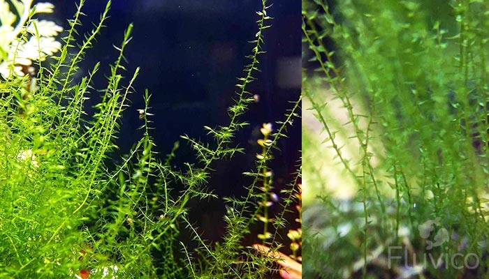 Healthy Stringy Moss