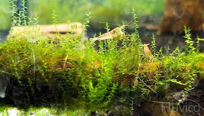 Stringy Moss with Tiger Shrimp