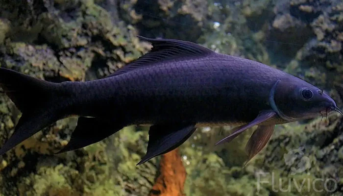 Black shark side view