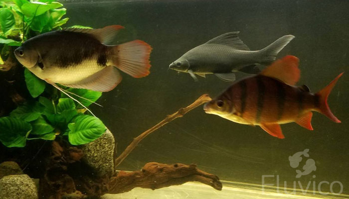 black shark in tank with fish