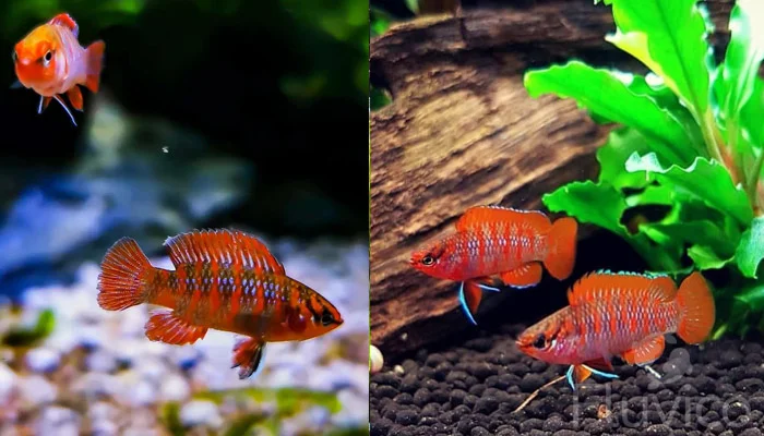multiple scarlet badis multiple scarlet badis