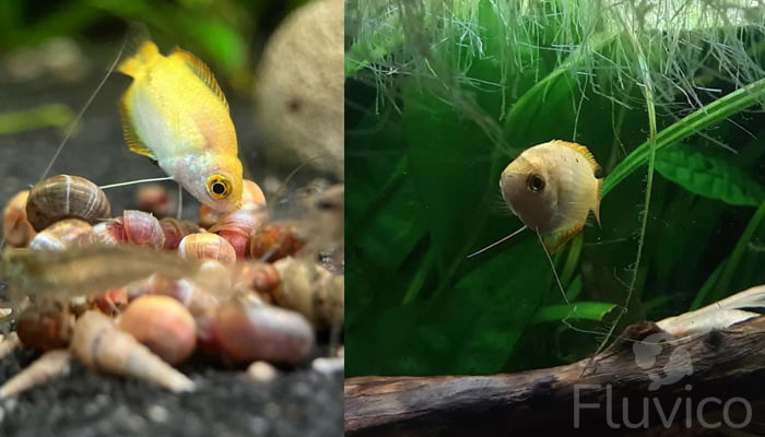 honey gourami feeding