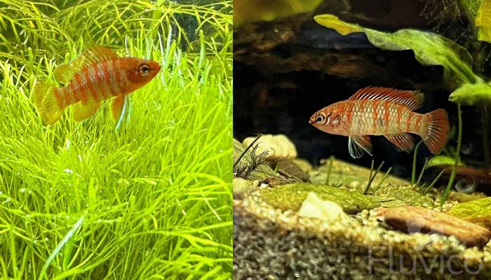 scarlet badis amoung undergroth scarlet badis among undergrowth