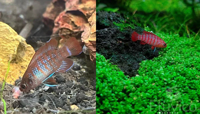 scarlet badis feeding scarlet badis feeding