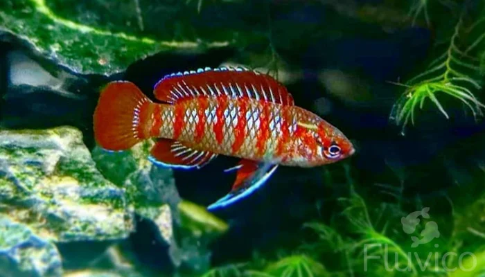 scarlet badis scarlet badis