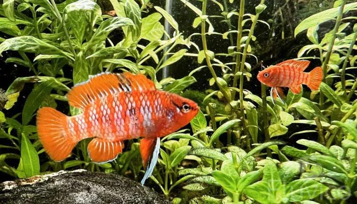 two scarlet badis amoungst plants two scarlet badis amongst plants