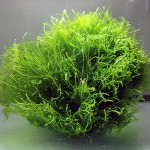 Stringy Moss Ball Leptodictyum riparium