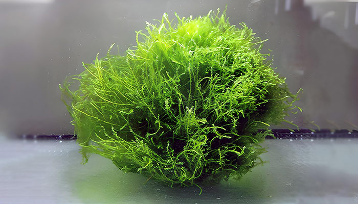 Stringy Moss Ball Leptodictyum riparium