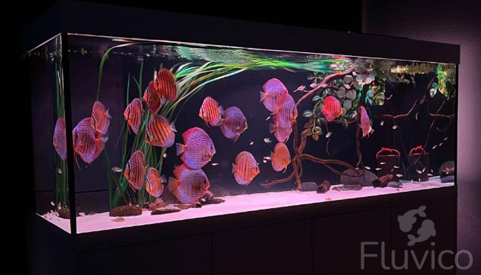 Discus fish aquarium