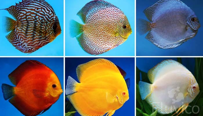 Discus fish variety