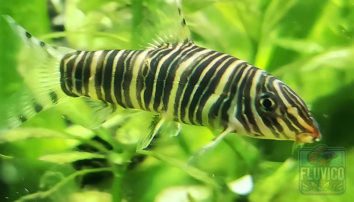 Zebra Loach in planted tank