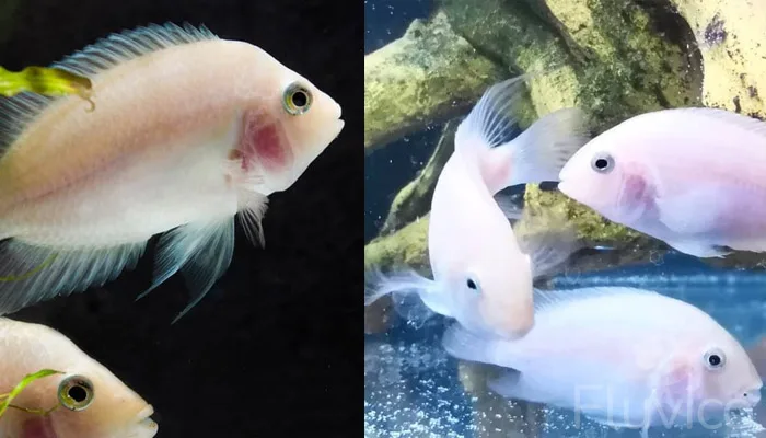 albino and pink convict cichlid