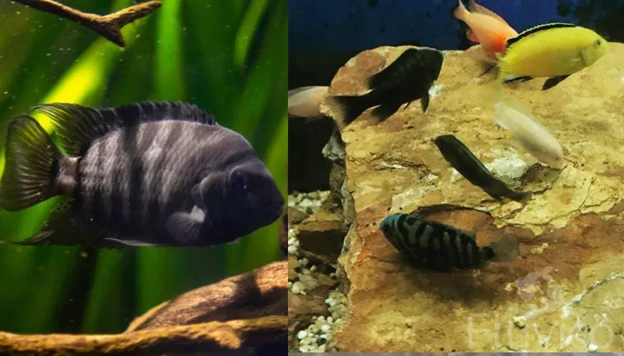 convict cichlid tank mates