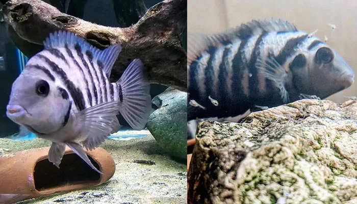 convict cichlid with driftwood