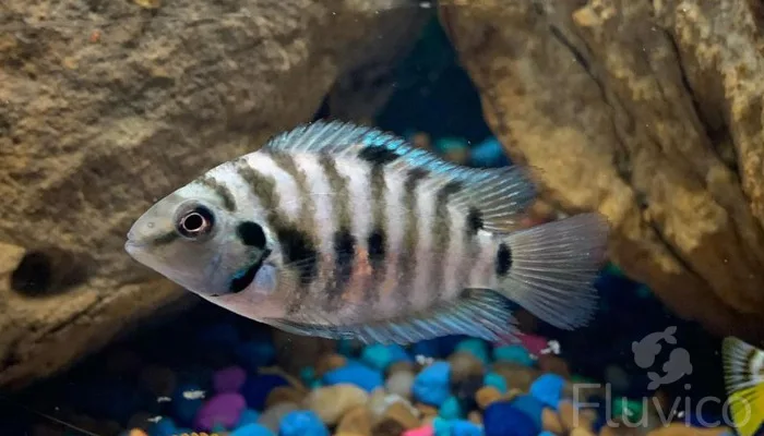 convict cichlid