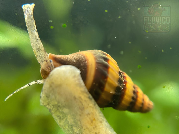 Anentome Helena (Assassin Snail)