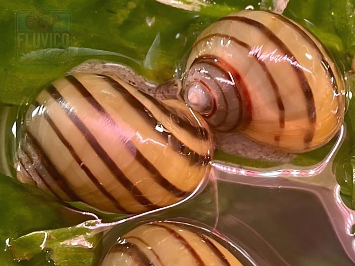 Asolene Asolene Spixi Zebra Apple Snail