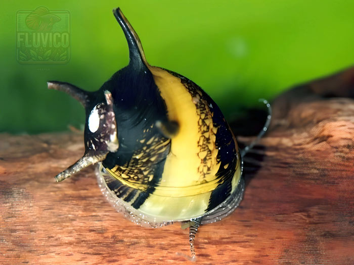 Horned Nerite Snails (Clithon corona