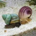 Japanese Trapdoor Snail Cipangopaludina japonica