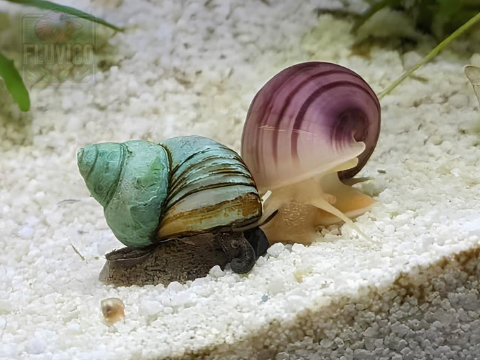 Japanese Trapdoor Snail Cipangopaludina japonica