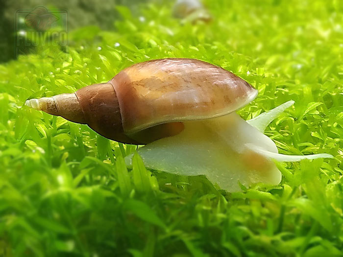 Lymnaea Stagnalis (Great Pond Snail)