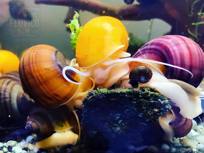 Spike-topped Apple Snail (Pomacea diffusa)